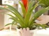 Koubachi: iPhone で植物の世話をする